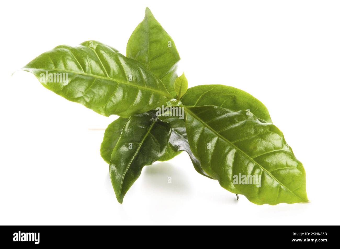 Lascia l'albero del caffè isolato su bianco, lodz, polonia Foto Stock