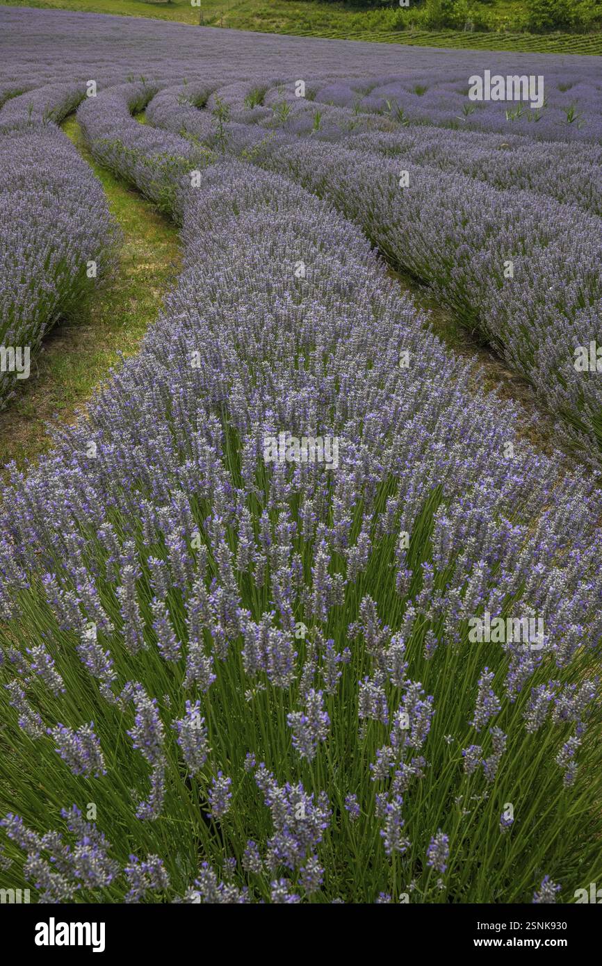 Splendida serata estiva in un campo di lavanda. Grandi cespugli di lavanda blu che fioriscono in un'area di coltivazione. Paesaggio girato sotto un cielo nuvoloso al lago Bal Foto Stock