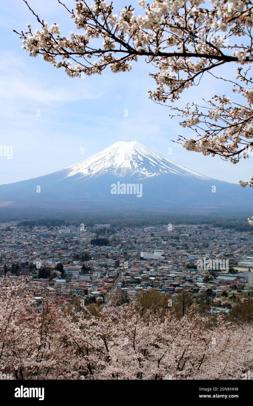 Maestoso Monte Fuji incorniciato da fiori di ciliegio in piena fioritura Foto Stock