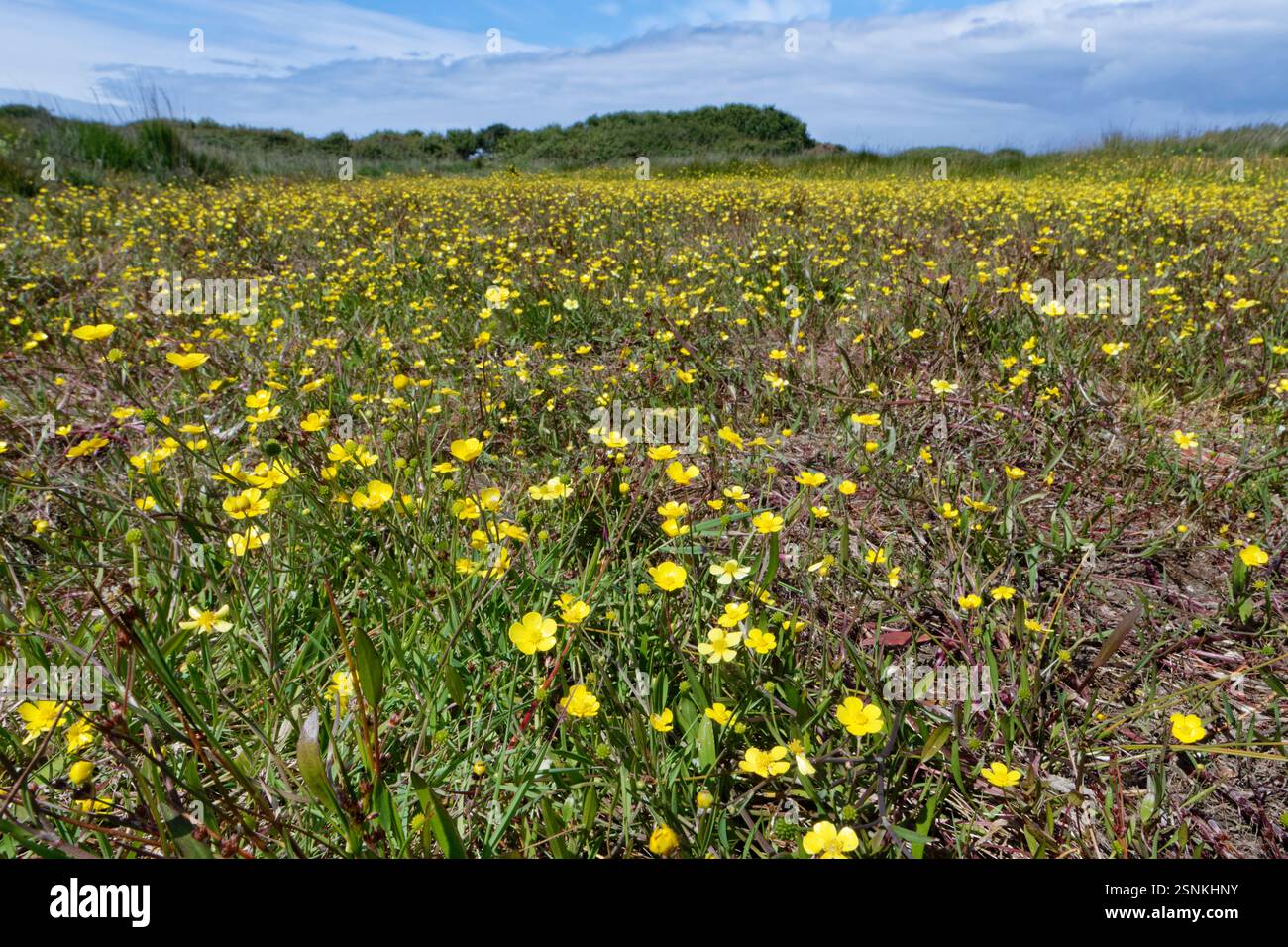Erba di lancia minore (Ranunculus flammula) che fiorisce in un tappeto su paludosa brughiera costiera, The Lizard, Cornovaglia, Regno Unito, giugno. Foto Stock