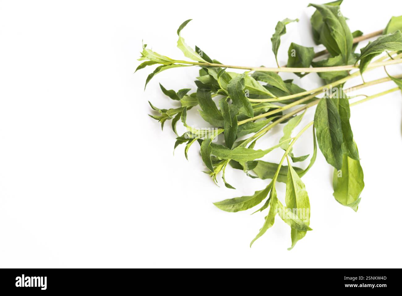 Foglia di Goji isolati su sfondo bianco Foto Stock