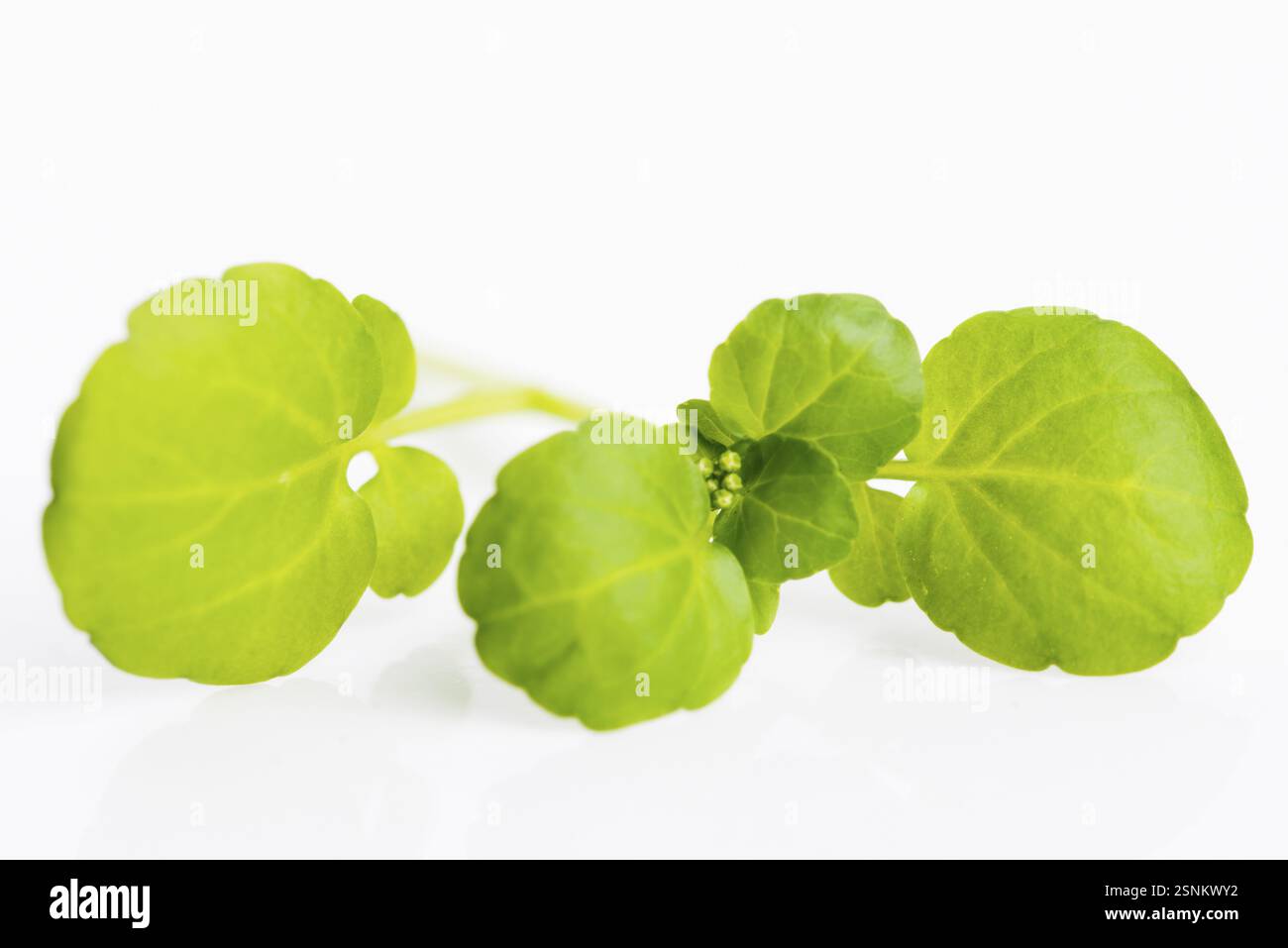 Il crescione su sfondo bianco Foto Stock