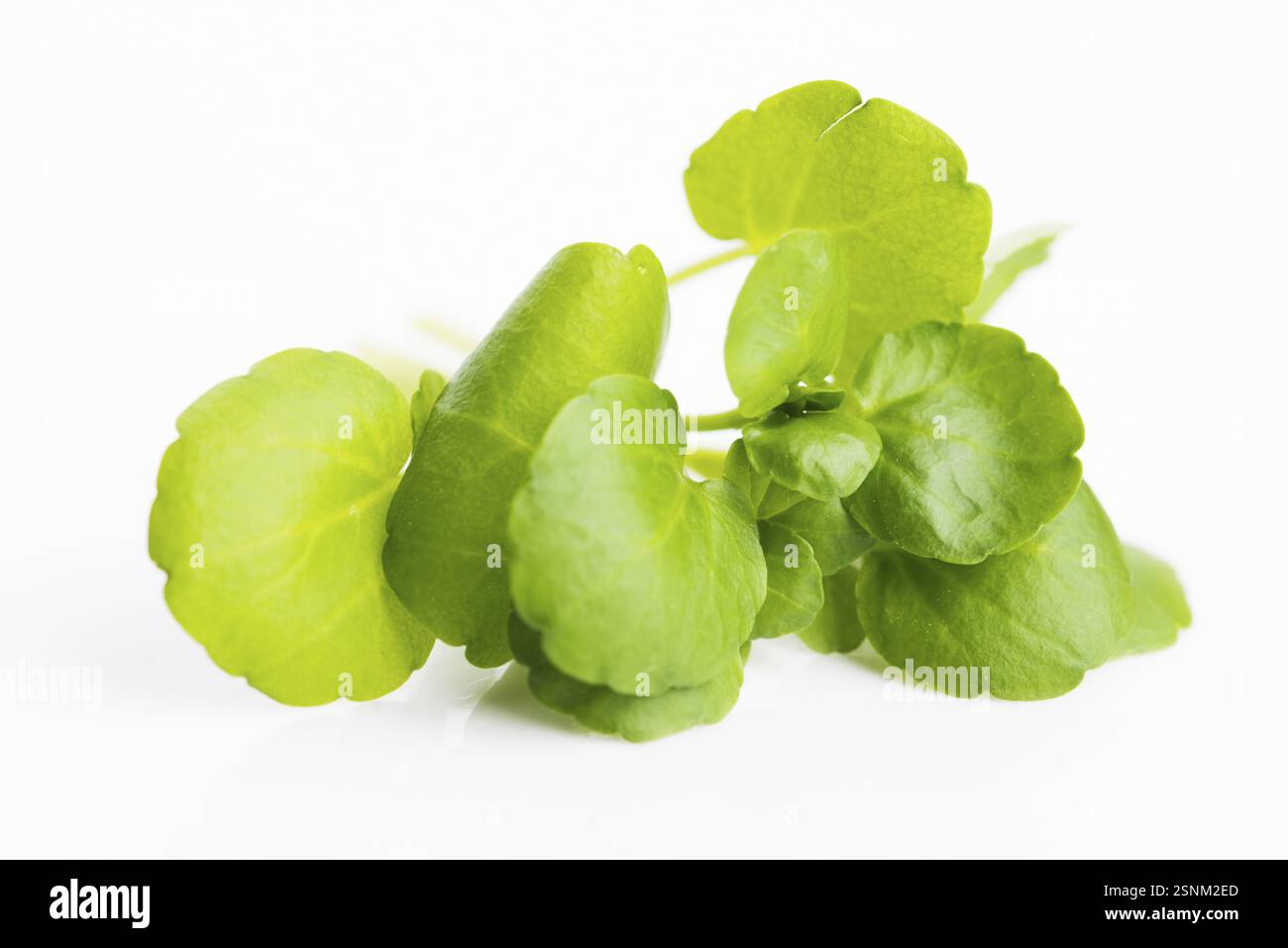 Il crescione su sfondo bianco Foto Stock