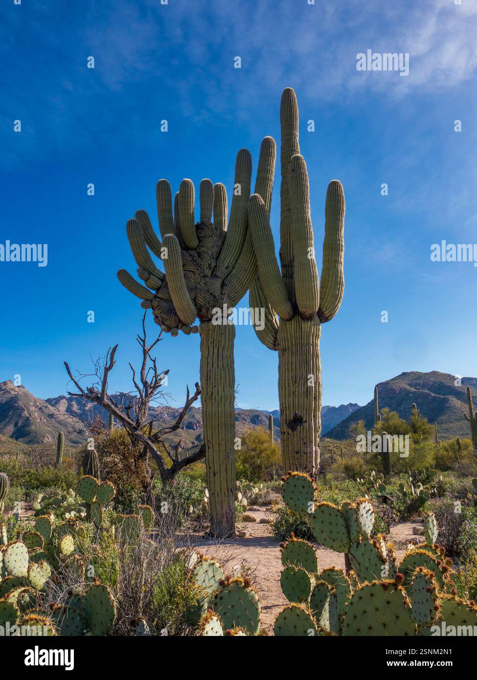 Cristate Saguaro, Sabino Canyon, Santa Catalina Mountains fuori Tucson, Arizona. Foto Stock