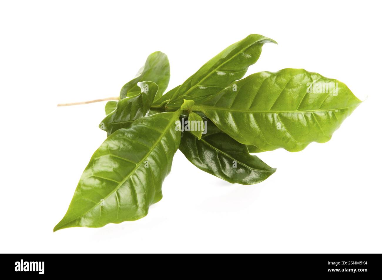 Lascia l'albero del caffè isolato su bianco, lodz, polonia Foto Stock