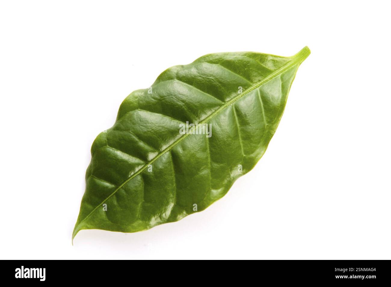Lascia l'albero del caffè isolato su bianco, lodz, polonia Foto Stock