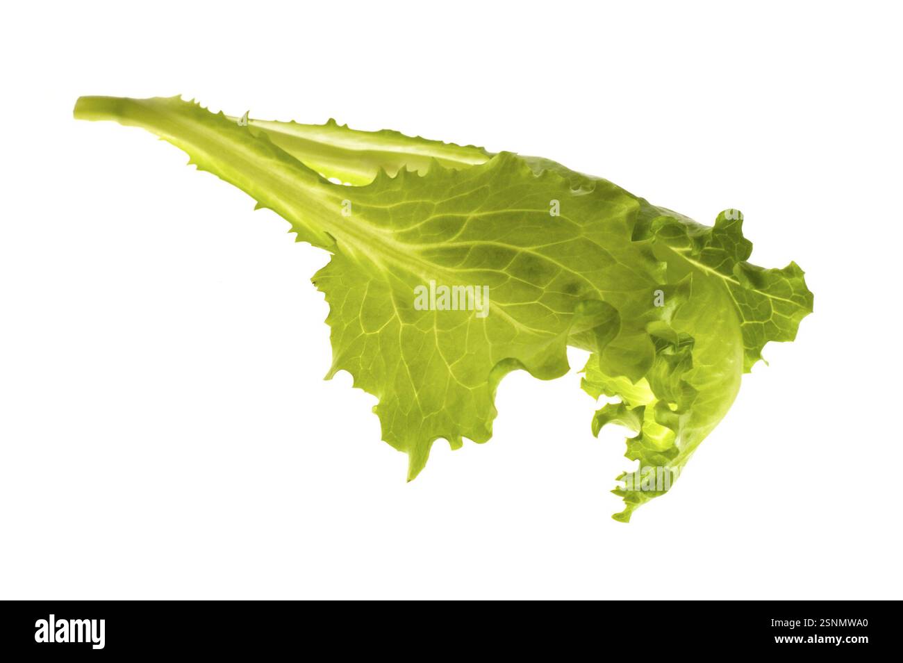 Verdure fresche - lattuga a foglia verde isolata sullo sfondo bianco Foto Stock