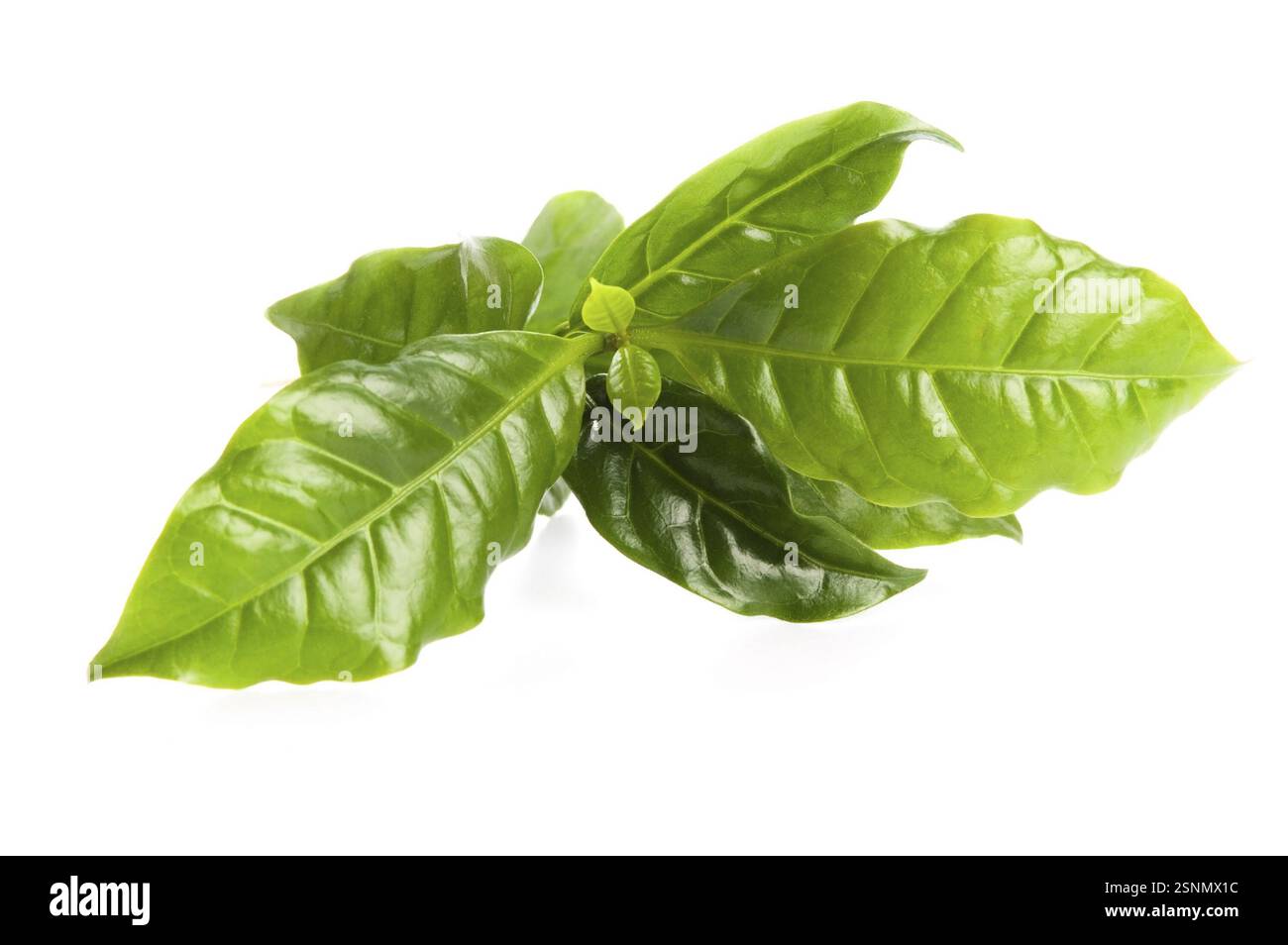 Lascia l'albero del caffè isolato su bianco, lodz, polonia Foto Stock