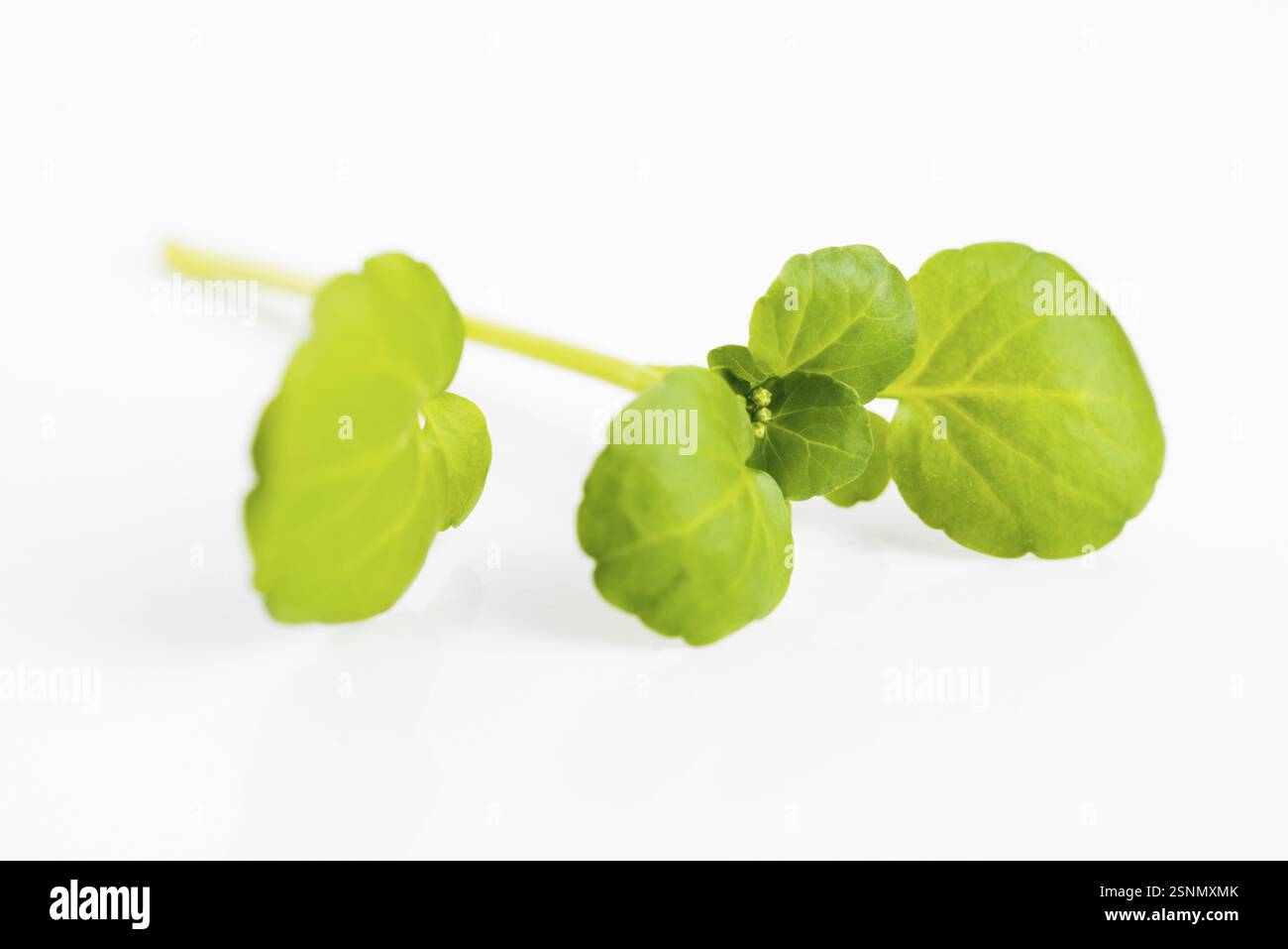 Il crescione su sfondo bianco Foto Stock