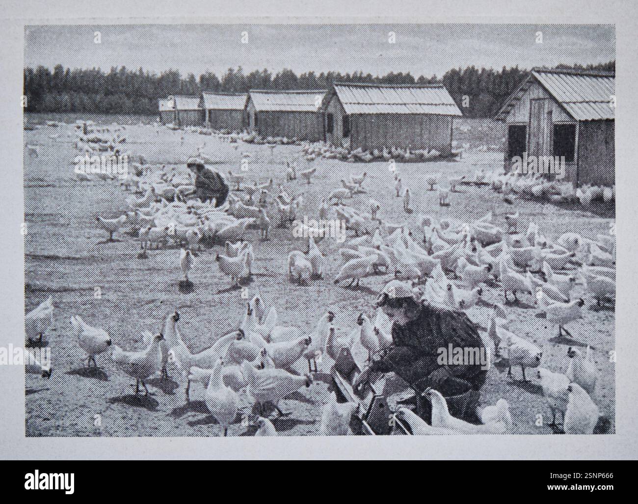 Allevamento di polli sovietico con uccelli, polli e donne che lavorano. Una fotografia in bianco e nero dal libro di cucina russo, The Book of Tasty and Healthy Food. Foto Stock