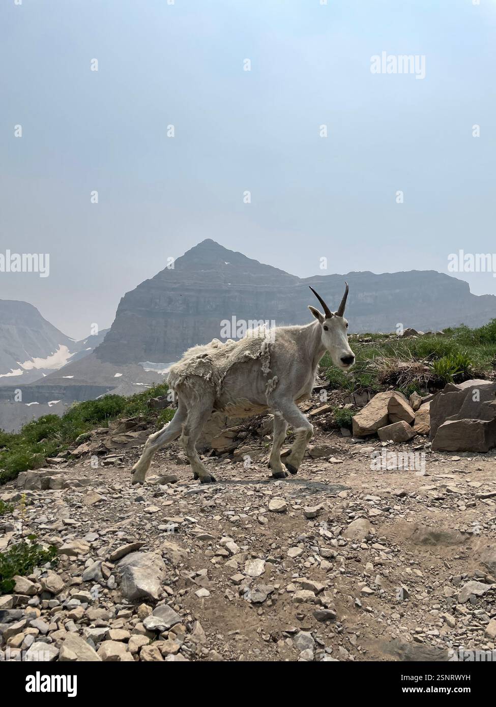 Capra di montagna sul sentiero fino al Monte Timpanogos | Utah - Immagine stock catturata con smartphone