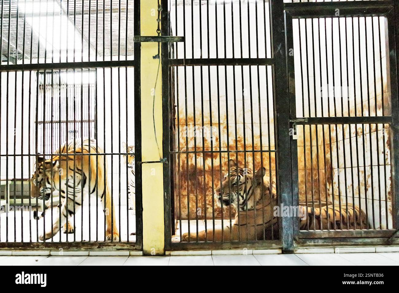 Le tigri di Sumatran (a sinistra) e una tigre del Bengala (a destra) presso la struttura veterinaria gestita dallo zoo di Bali a Singapore, Sukawati, Gianyar, Bali, Indonesia. Foto Stock