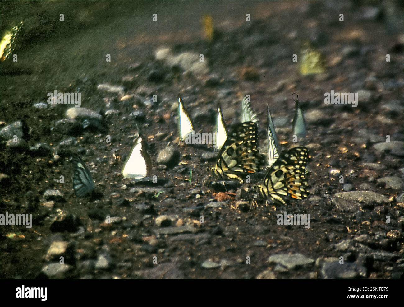 Specie non identificate di farfalle sono viste su una strada vicino Bekol savannah nel Baluran National Park, Giava Est, Indonesia. Foto Stock