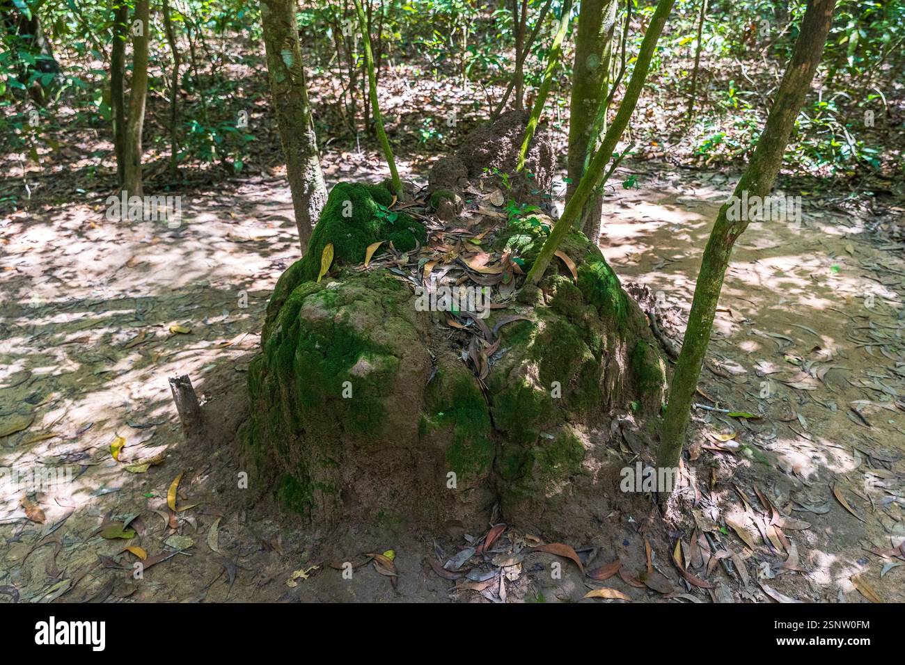 Presa d'aria per il tunnel travestito da tumulo di termiti presso il complesso del tunnel di Cu chi, ho chi Minh - Saigon, Vietnam, sabato 9 novembre 2024. Foto Stock