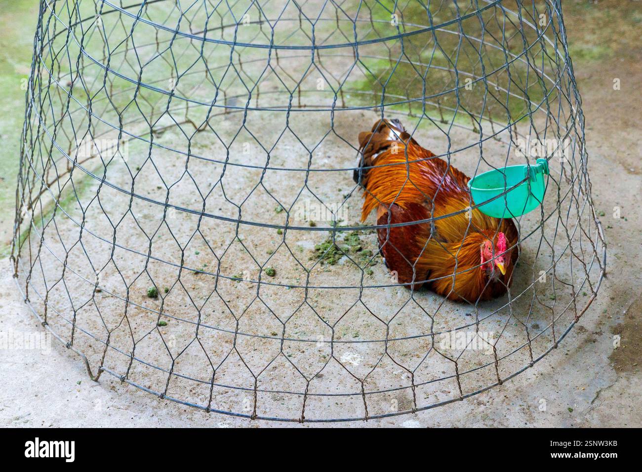 Colorato gallo che riposa in un recinto di filo metallico, Vietnam, lunedì 11 novembre 2024. Foto: David Rowland / One-Image.com Foto Stock