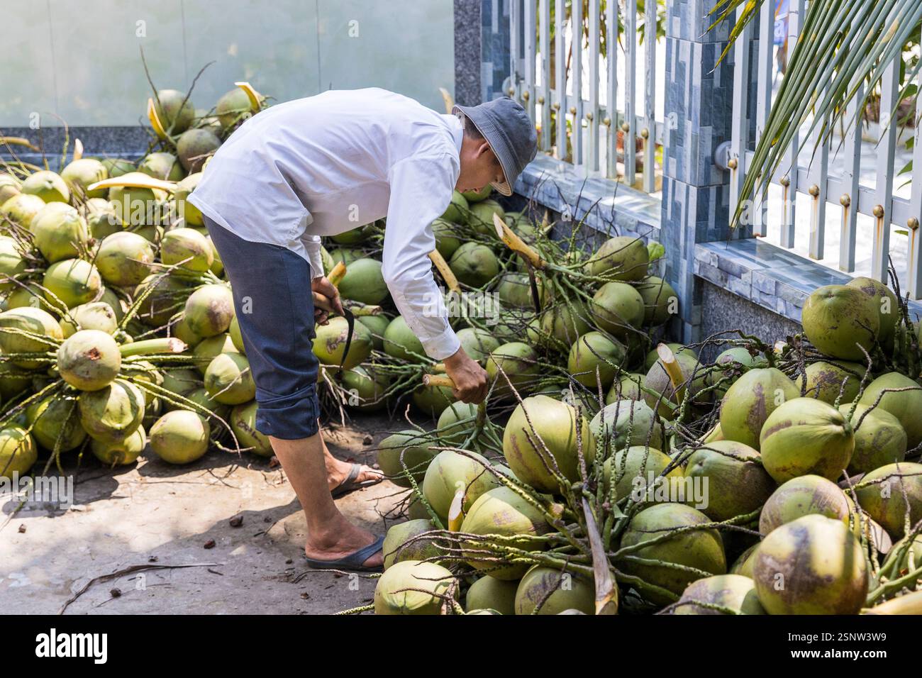 Farmer seleziona noci di cocco fresche durante il raccolto, Quoi Son, Vietnam, lunedì 11 novembre, 2024. foto: David Rowland / One-Image.com Foto Stock