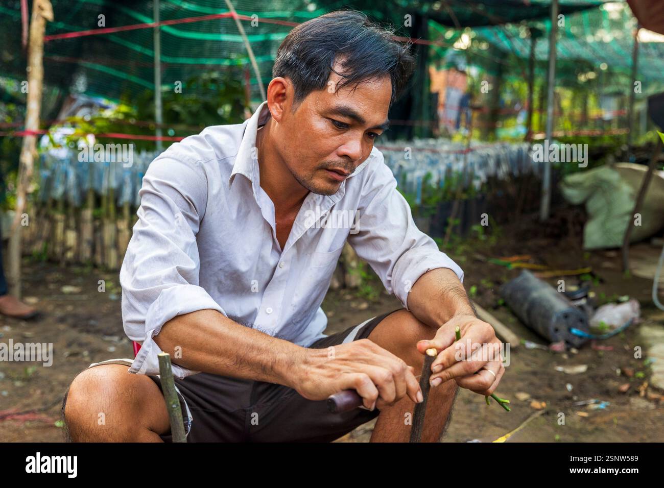 Un uomo innesta alberi tropicali in un vivaio a Cho Lach, Vietnam, lunedì 11 novembre 2024. Foto: David Rowland / One-Image.com Foto Stock