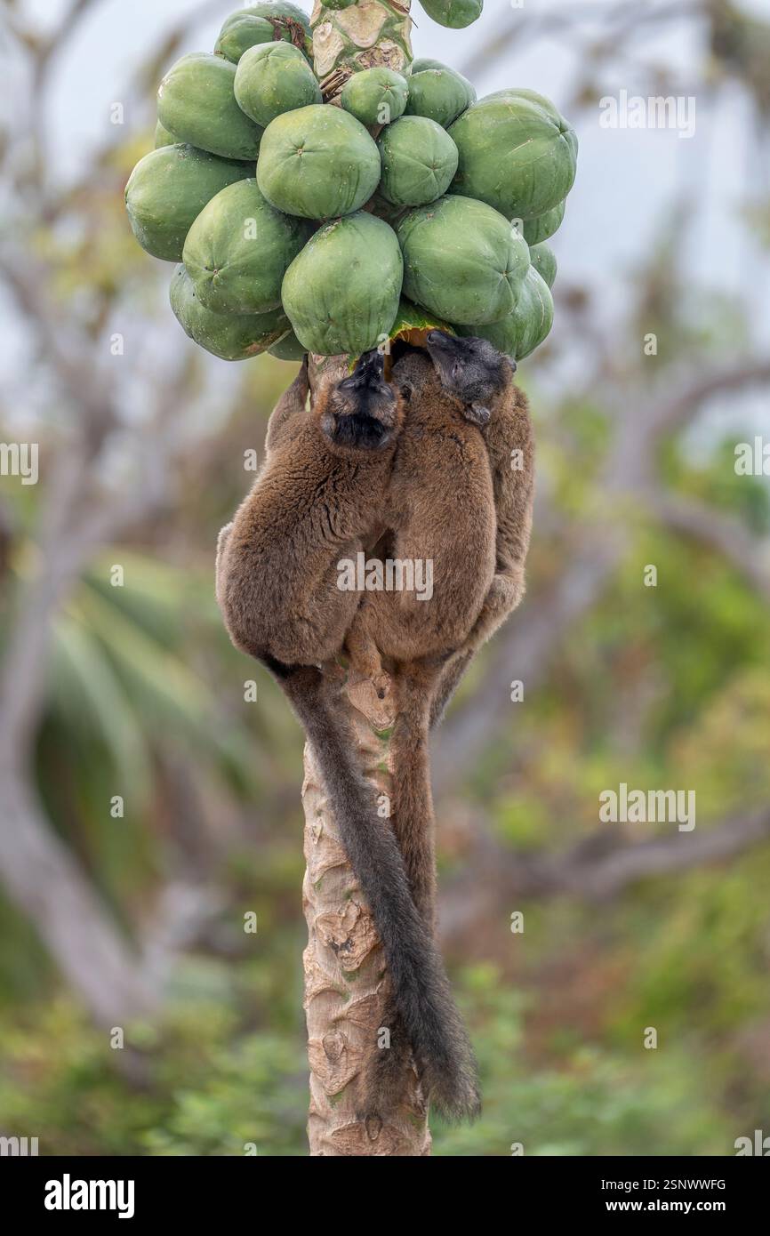 Lemuri bruni (makis) su un albero di papaya a Mayotte, che mostra il comportamento naturale e la vivace fauna selvatica nell'Oceano Indiano. Foto Stock