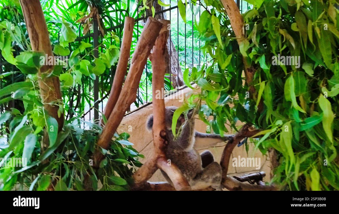Le lussureggianti foglie di eucalipto sull'Isola di Hamilton sono un pasto gustoso per un koala arroccato su un ramo. Acqua cristallina e palme ondeggianti in lontananza Foto Stock