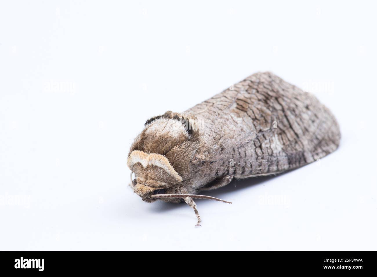 Primo piano dettagliato di una falena di capra isolata su uno sfondo bianco pulito, evidenziandone la trama dettagliata e le caratteristiche naturali, adatte per l'entomologia Foto Stock