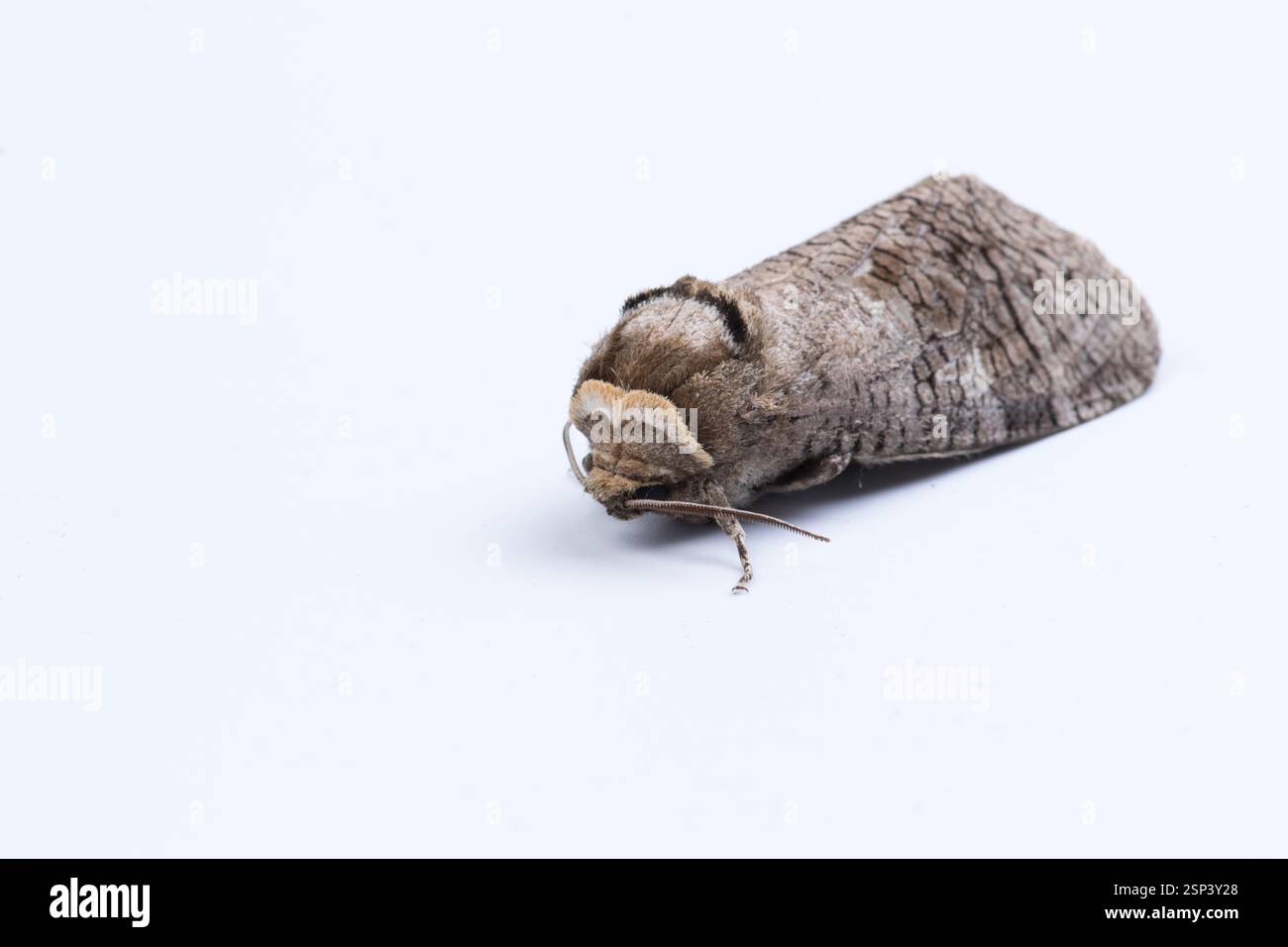 Primo piano dettagliato di una falena di capra isolata su uno sfondo bianco pulito, evidenziandone la trama dettagliata e le caratteristiche naturali, adatte per l'entomologia Foto Stock