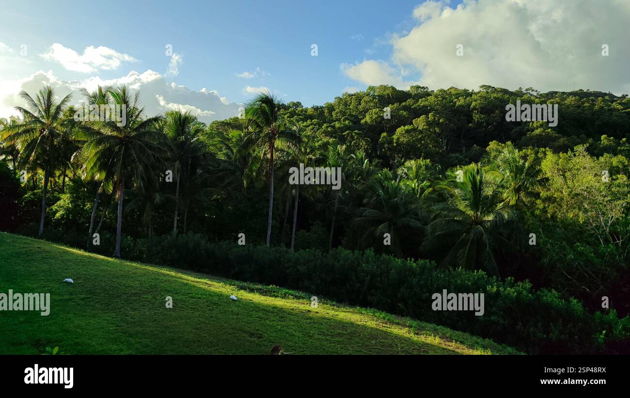 Lussureggiante foresta verde con alte palme. La luce del sole filtra attraverso le foglie, gettando ombre sul fondo della foresta. Paradiso tropicale. Questa foto co Foto Stock