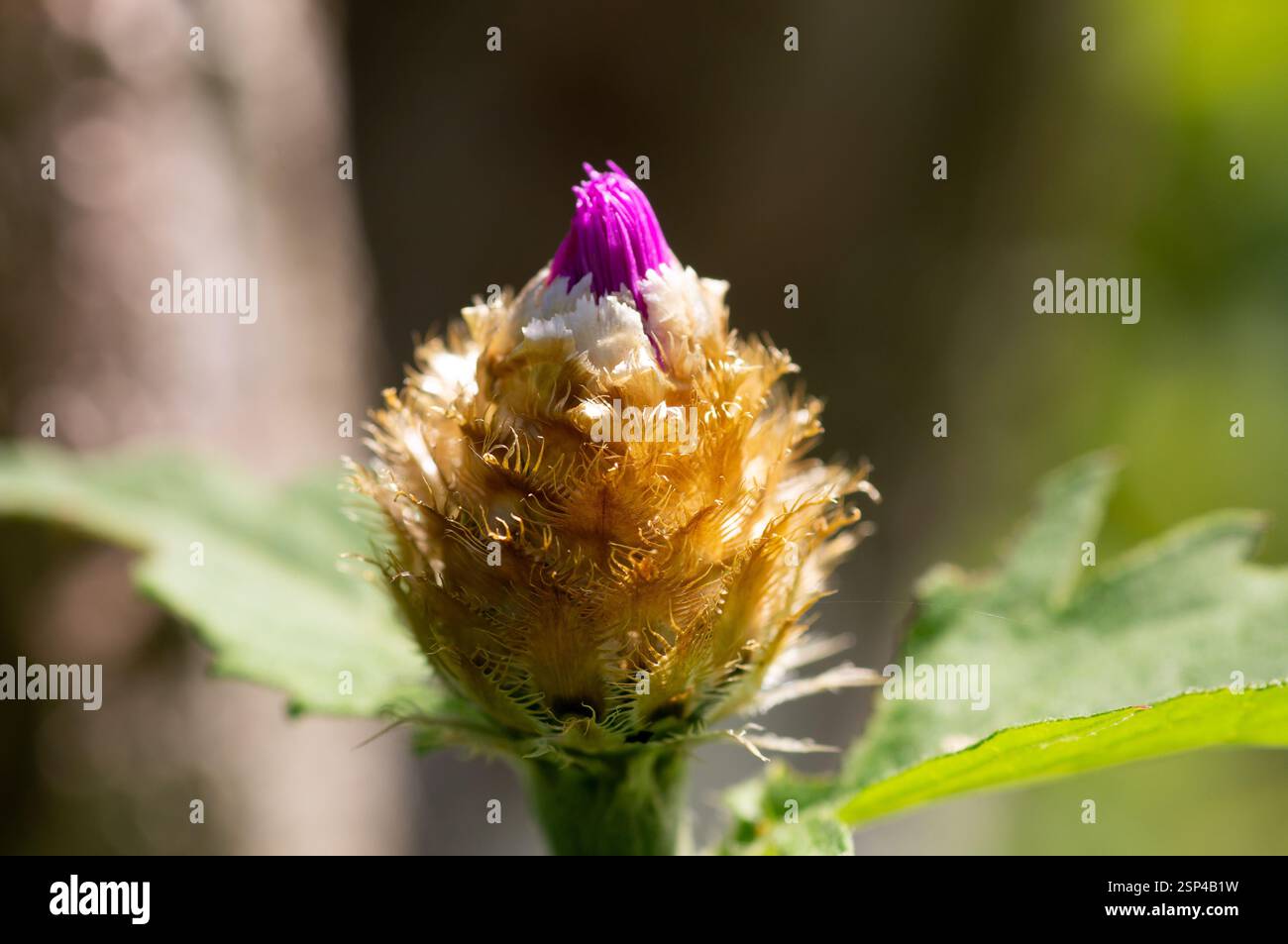 Beato cardo di latte fiori nel campo, primo piano. Silybum marianum rimedio a base di erbe, Cardo mariano di Santa Maria fiorisce Foto Stock