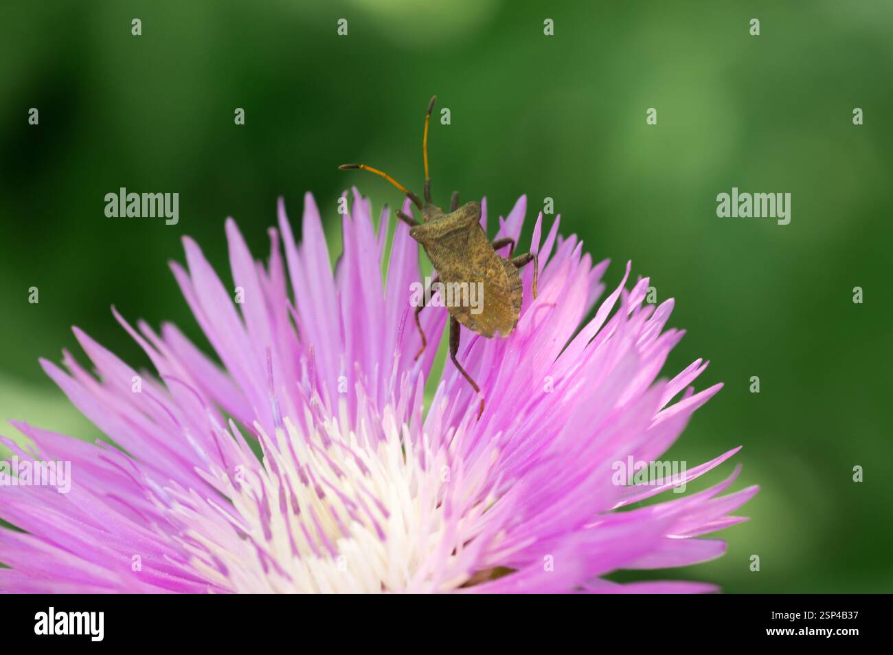 Beato cardo di latte fiori nel campo, primo piano. Silybum marianum rimedio a base di erbe, Cardo mariano di Santa Maria fiorisce Foto Stock