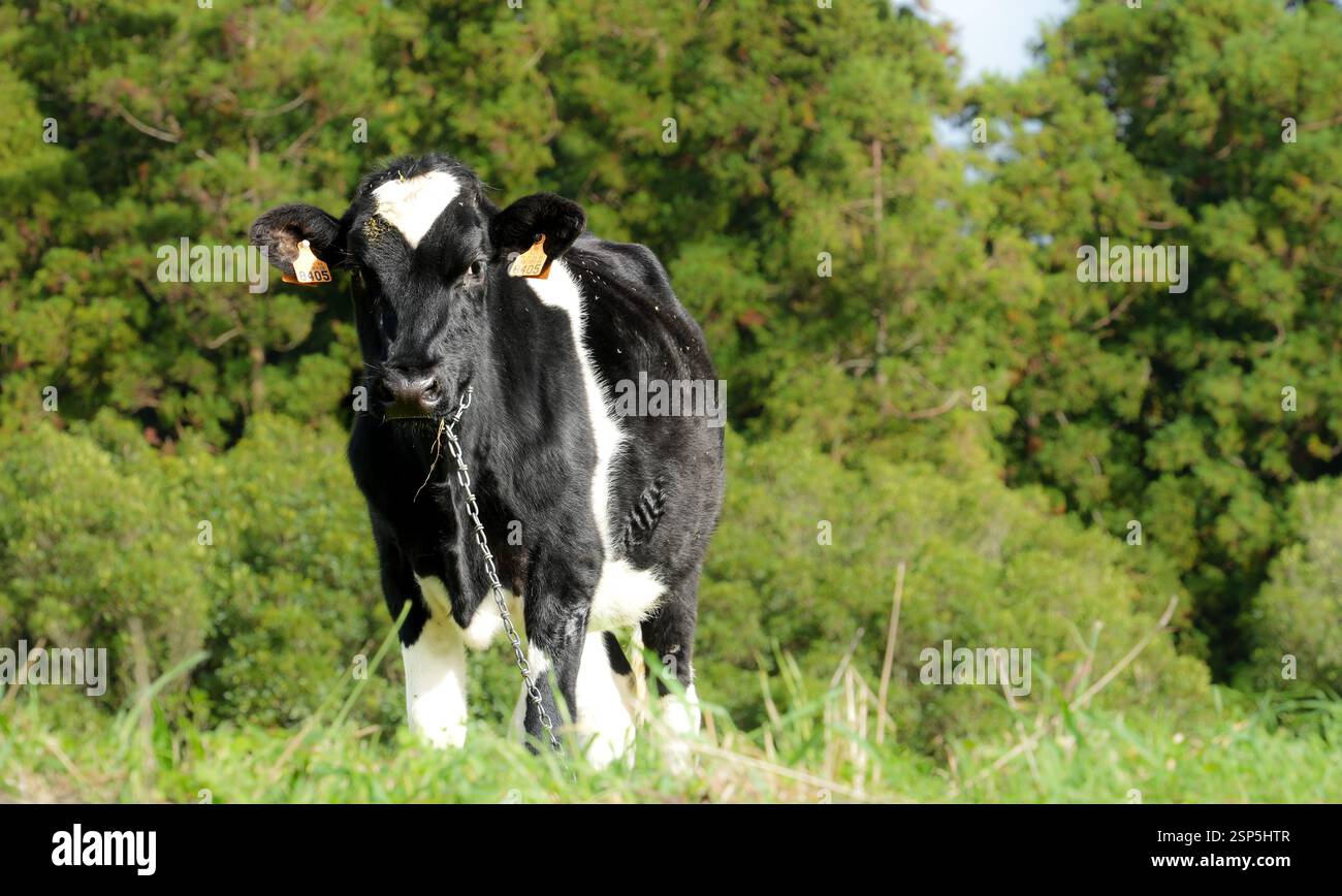 Una mucca pascolo a São Miguel, nelle Azzorre, riflette la ricca tradizione agricola dell’isola, dove pascoli lussureggianti contribuiscono alla produzione di high-quali Foto Stock