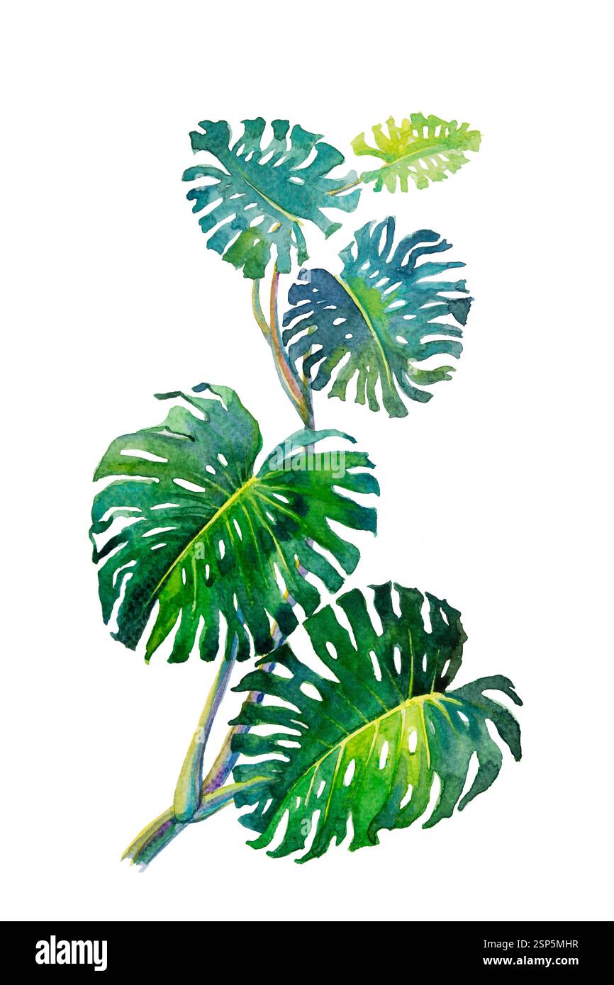 Foglie tropicali d'estate alla moda di Monstera. Illustrazione di pittura ad acquerello su carta la pianta tropicale del fogliame che cresce in natura isolata sul dorso bianco Foto Stock