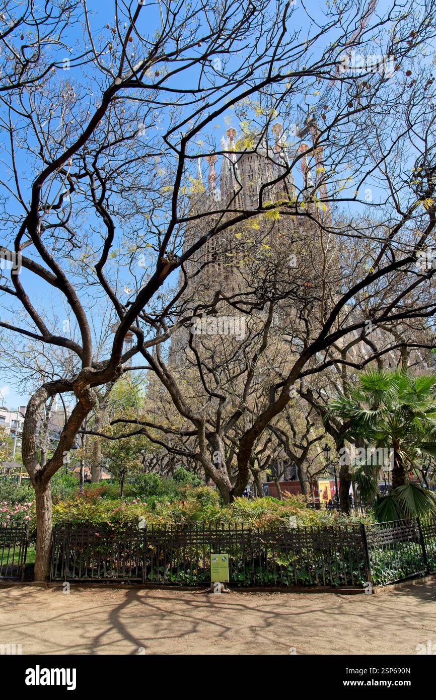 Barcellona Spagna - 22 aprile 2024 - la Sagrada Familia vista attraverso un albero Foto Stock