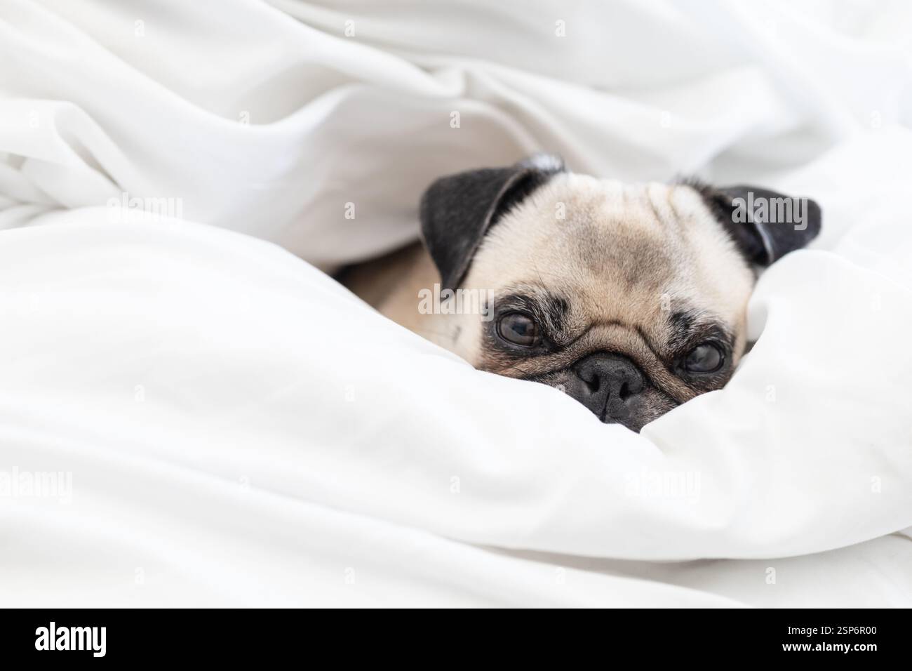 Un simpatico cane da cucciolo comodamente accoccolato sotto un soffice piumone bianco, riposante sul letto con un'espressione rilassata e sonnolenta. Foto Stock