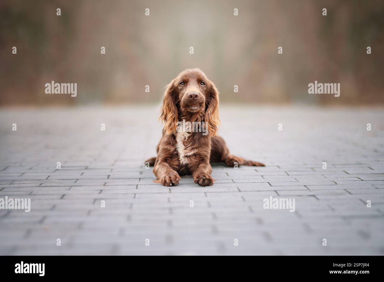 Ritratto urbano di un cocker spaniel funzionante. Foto Stock