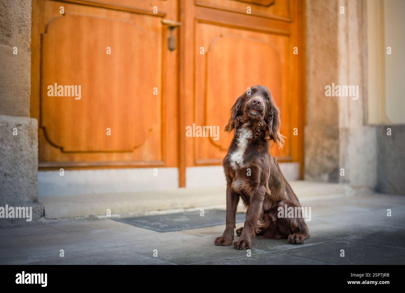 Ritratto di un cane spaniel cocker funzionante alla porta della chiesa. Foto Stock