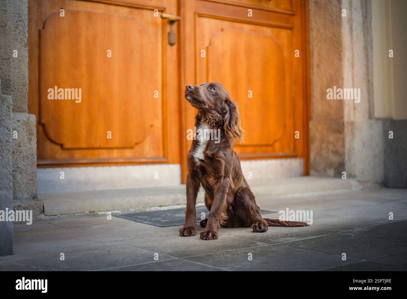 Ritratto di un cane spaniel cocker funzionante alla porta della chiesa. Foto Stock