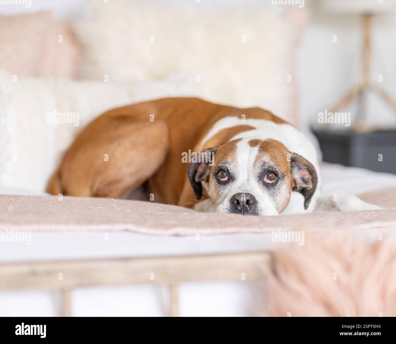 grande cane bianco e marrone sdraiato su un letto che guarda in alto Foto Stock