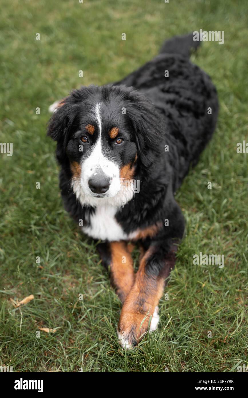 Cane da montagna bernese steso sull'erba con un'espressione tranquilla. Foto Stock