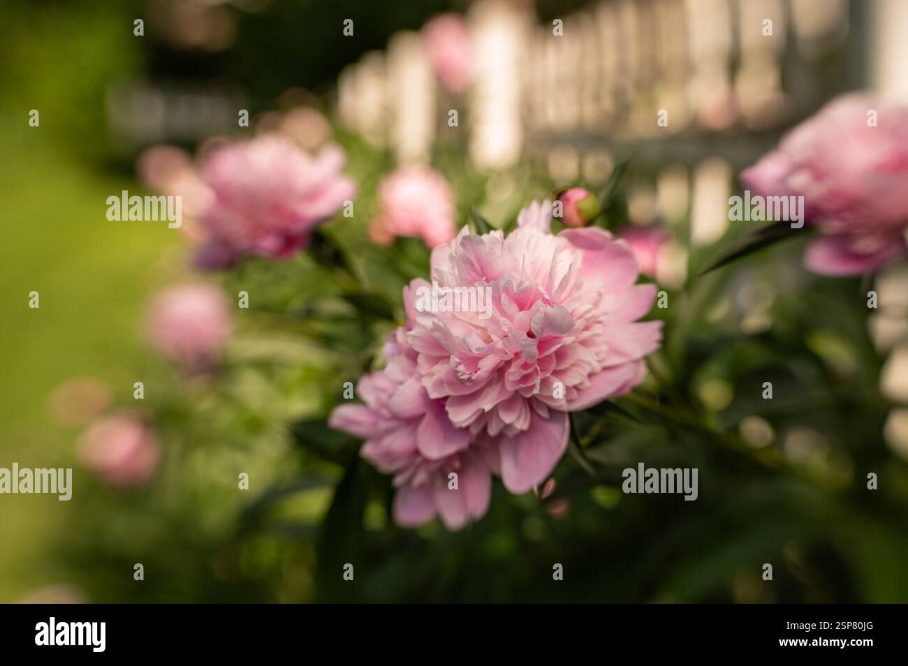 Bellissime piante di fiori di peonia rosa lungo la recinzione bianca del picchetto in una Foto Stock