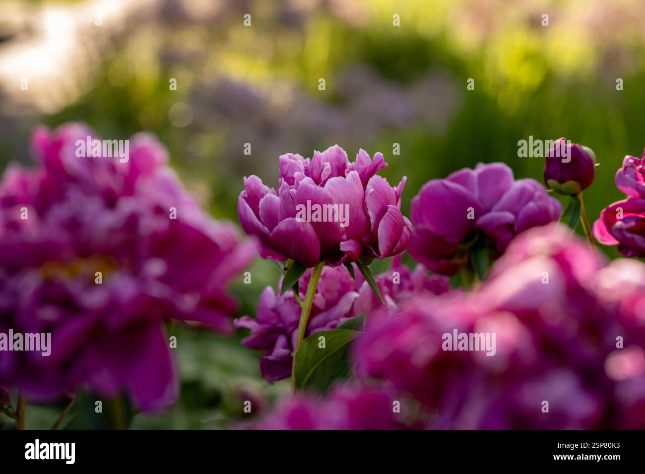 Colorate piante di fiori di peonia rosa intenso che fioriscono in primavera Foto Stock