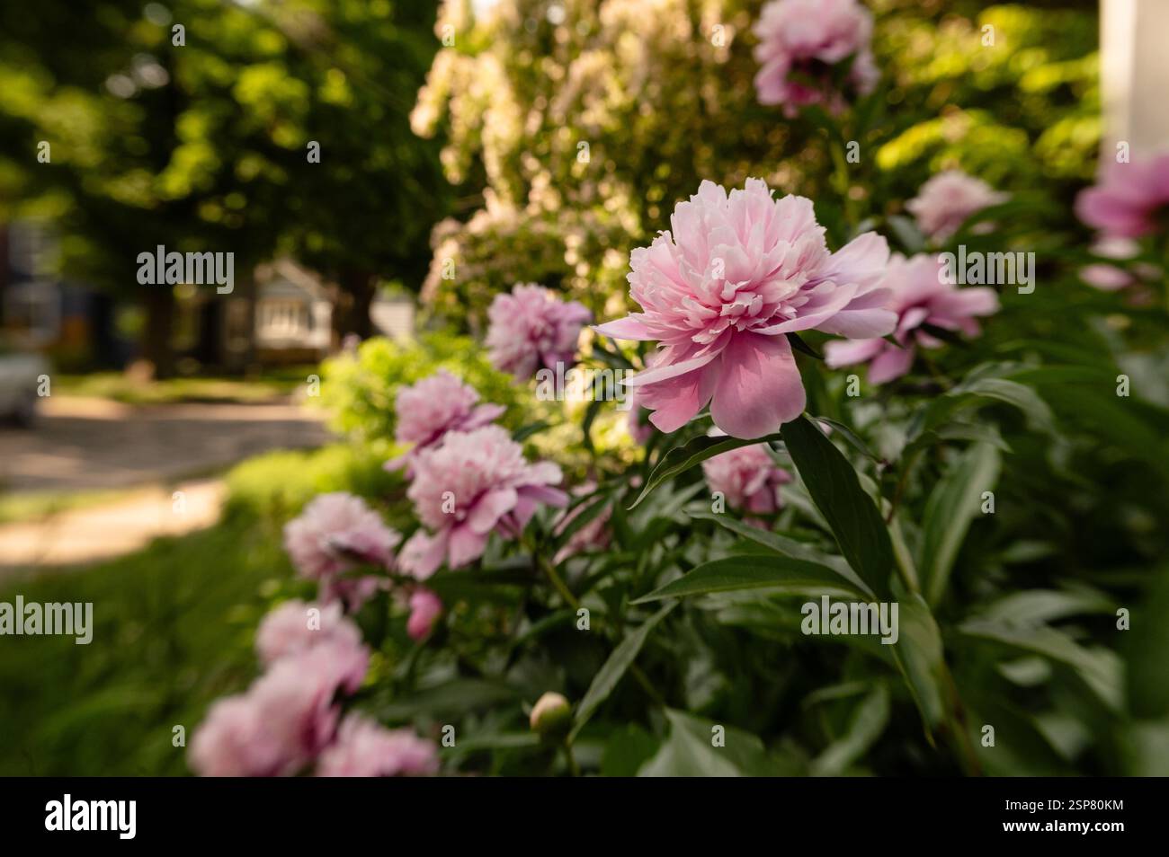 Giardino sul retro grazioso con fiori di peonia rosa fioriscono per la mamma» Foto Stock