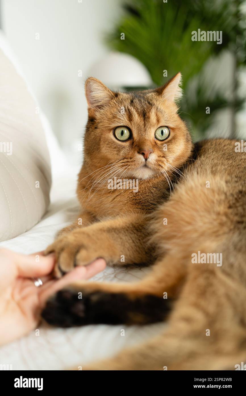Vista ravvicinata della zampa del gatto britannico Shorthair in mano all'uomo Foto Stock
