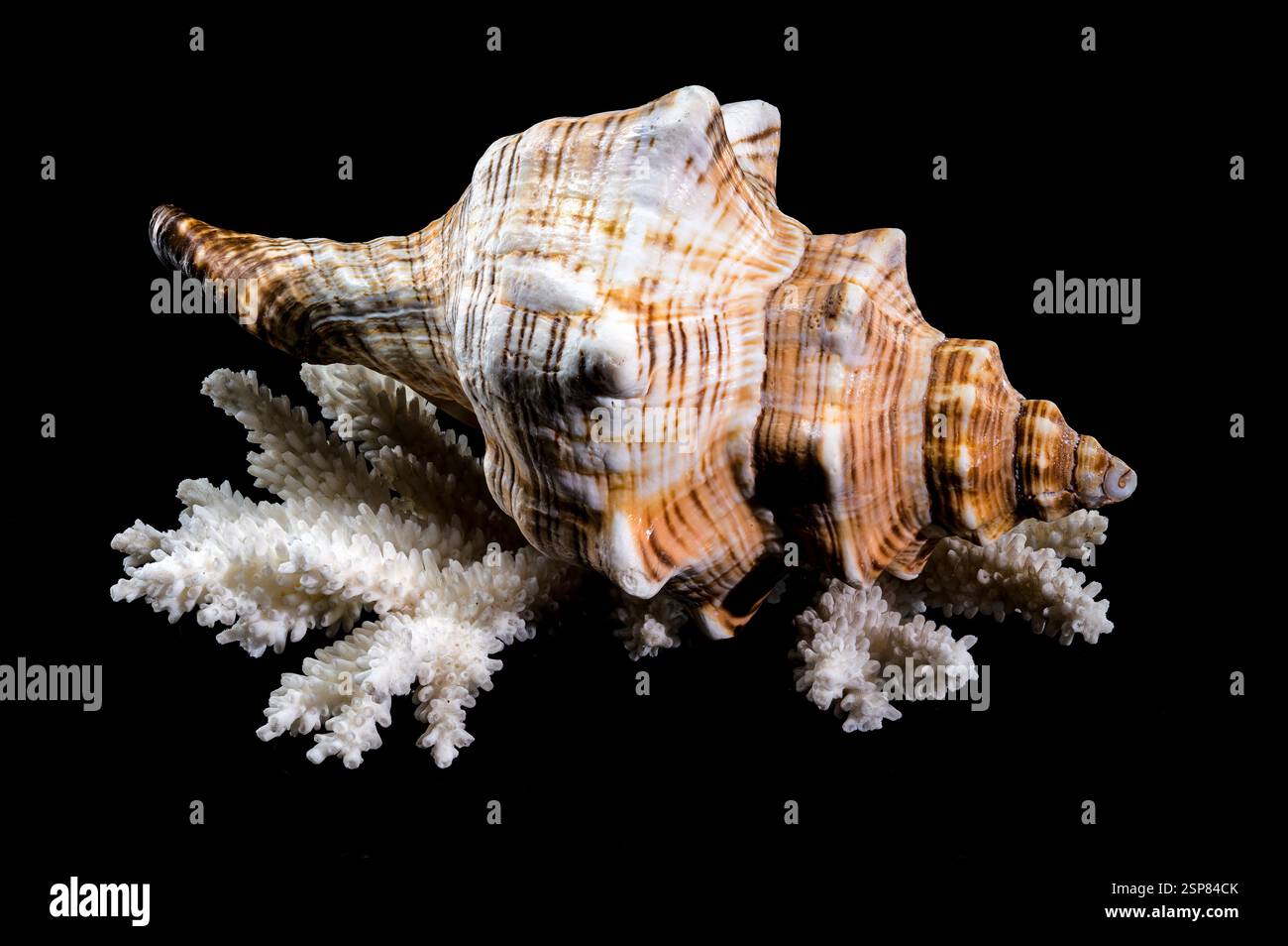Conchiglia di cavallo trapezoidale su sfondo nero corallo Foto Stock