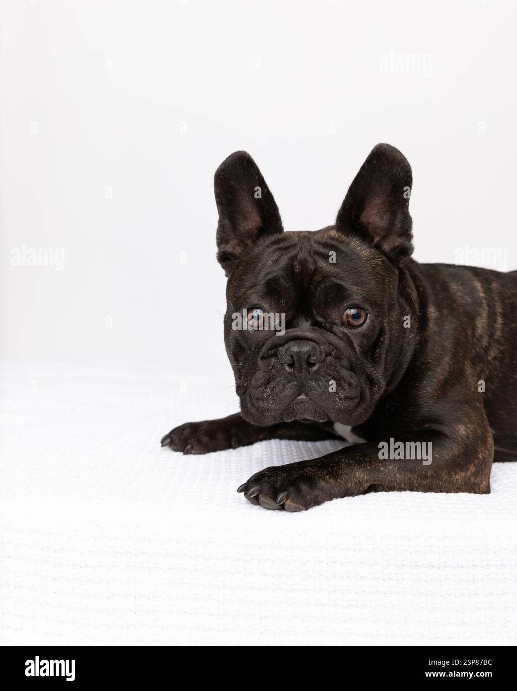 bulldog francese nero in studio con sfondo bianco Foto Stock bulldog francese nero in studio con sfondo bianco Foto Stock