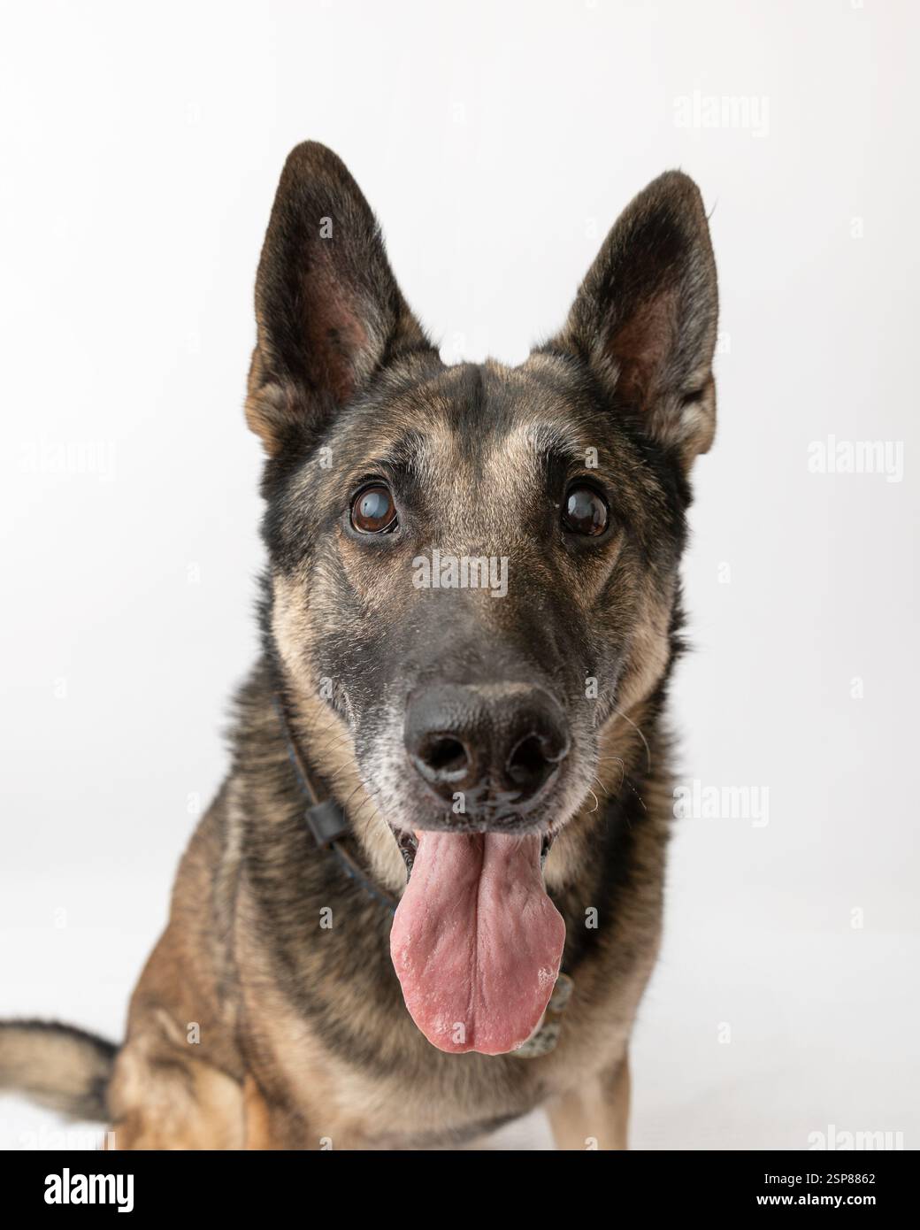 pastore tedesco malinois in studio, sfondo bianco, lingua fuori Foto Stock