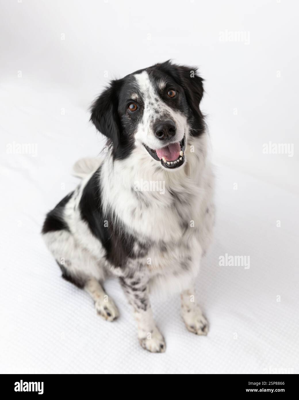 border collie pastore australiano mix in studio con backg bianco Foto Stock