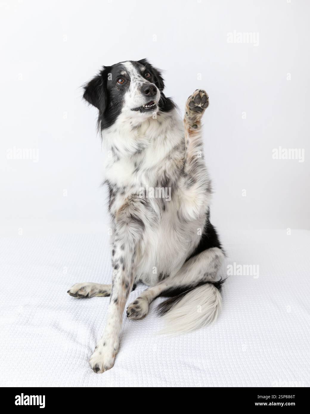 border collie pastore australiano mix in studio con backg bianco Foto Stock