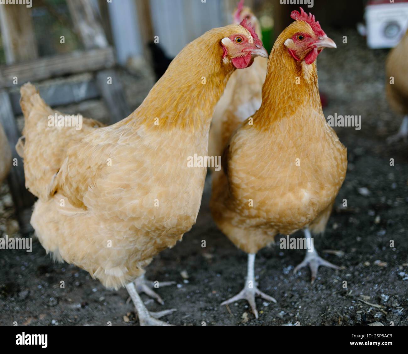 Due galline curiosamente che si guardano intorno Foto Stock