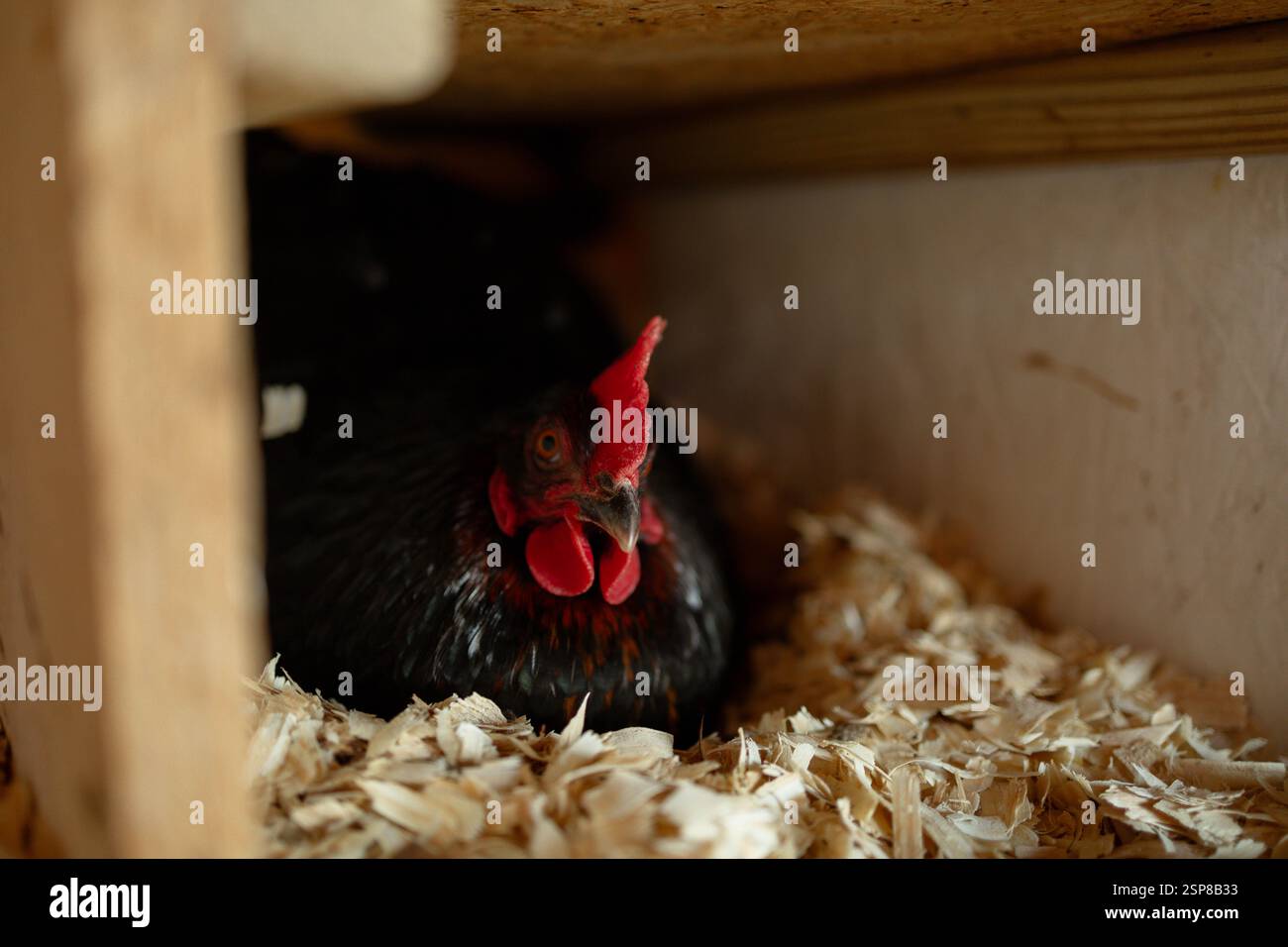 Gallina seduta in un nido che depone un uovo Foto Stock