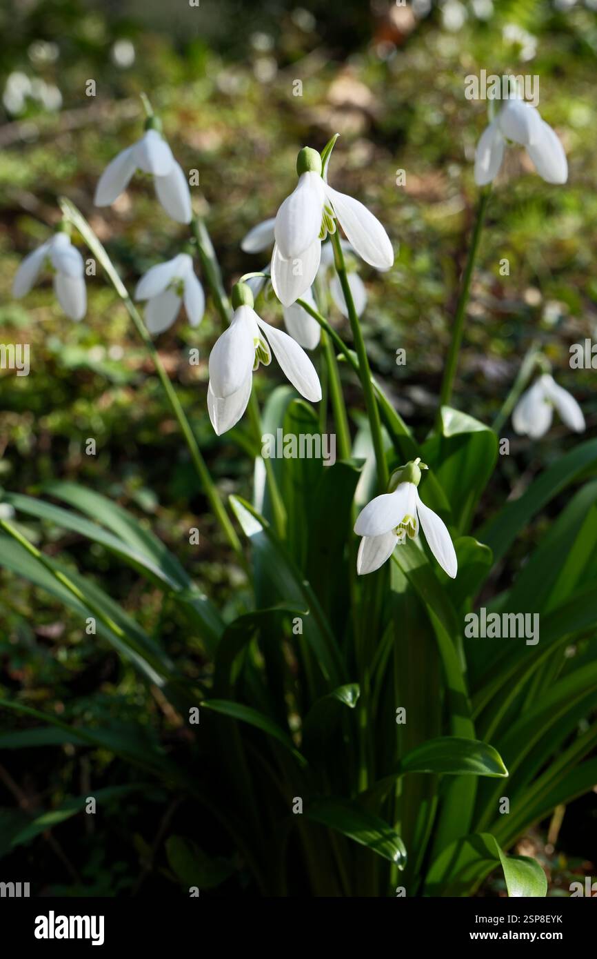 Fiori di neve, Galanthus nivalis, primo piano. Bellissimi fiori bianchi di neve nel giardino in una giornata di primavera assolata Foto Stock