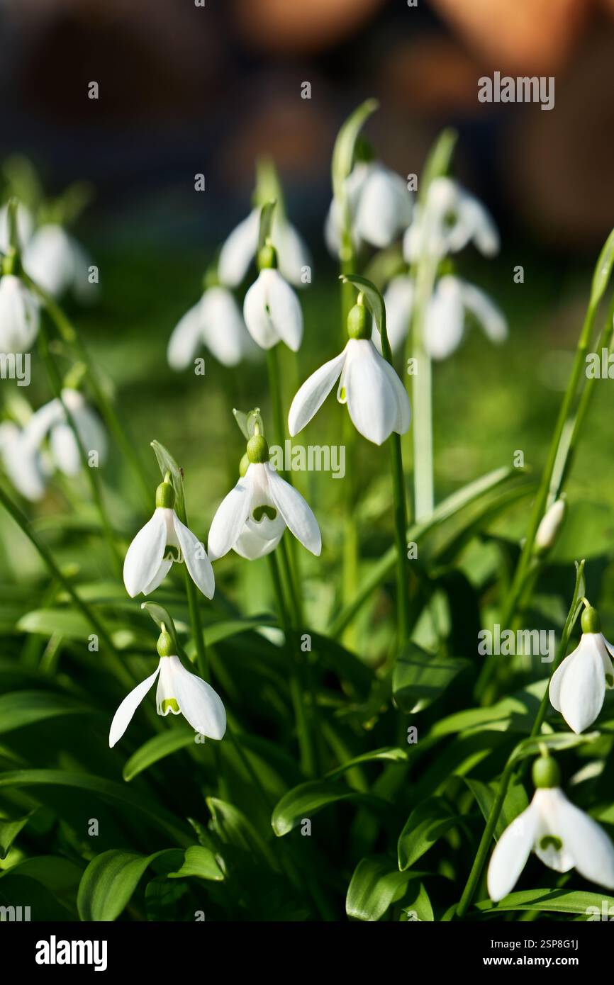Fiori di neve, Galanthus nivalis, primo piano. Bellissimi fiori bianchi di neve nel giardino in una giornata di primavera assolata Foto Stock